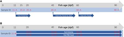 Effects of Diet on the Gut Microbial Communities of Nile Tilapia (Oreochromis niloticus) Across Their Different Life Stages